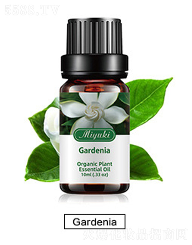 Ƽ޹˾޹Ħ-Gardenia