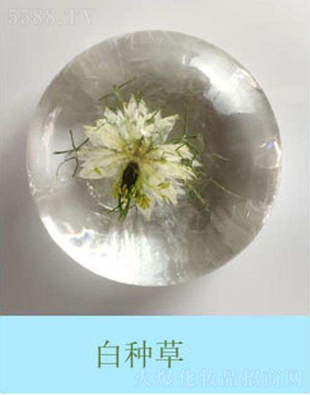 кƼ޹˾ʻֲ