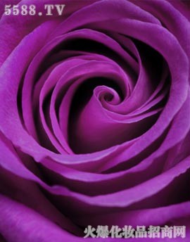 紫色玫瑰香精