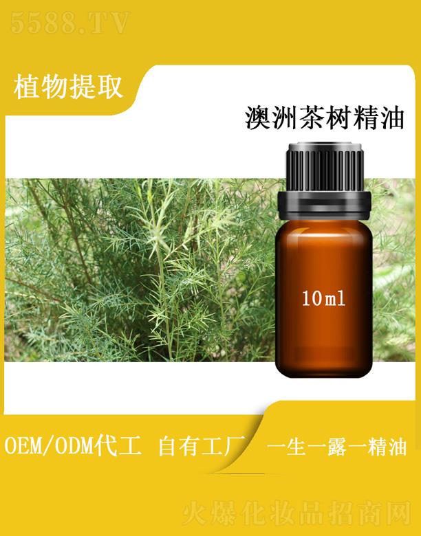 篱菊澳洲茶树精油 10ml