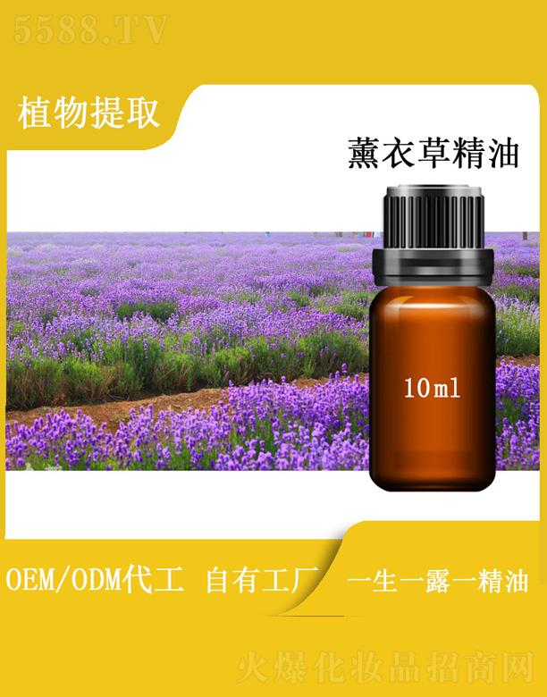 篱菊薰衣草精油 10ml